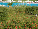 Hotel Residence Heraclea