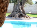 Multiproprieta' Masseria Torre del Diamante