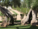 Multiproprieta' Masseria Torre del Diamante